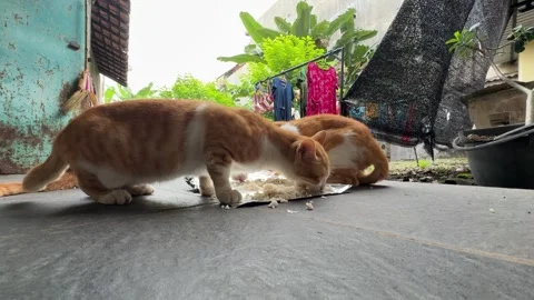 Cats sharing a meal from a foil wrapper on the ground Stock Footage 312587397