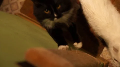 Cats sharpening his claws on vertical scratching post Stock Footage 100332347