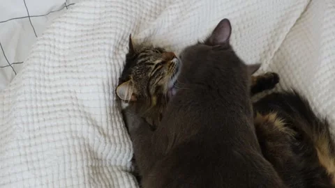 Cats show affection by peacefully grooming themselves. Stock Footage 333675887