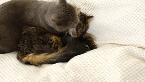 Cats show affection by peacefully grooming themselves Stock-Footage 334367435