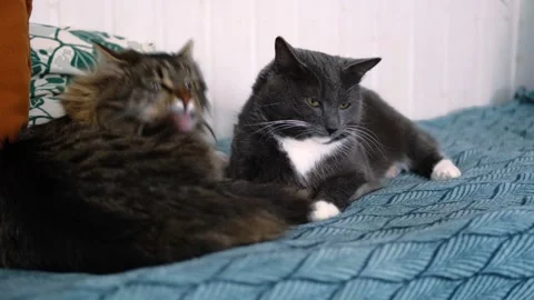 Cats show affection by peacefully grooming themselves Stock Footage 335446837