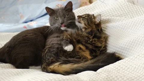 Cats show affection by peacefully grooming themselves Stock Footage 336066649