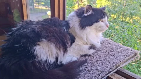 Cats sit on a ledge looking outside. They watch birds and trees in the sun Stock Footage 342590962