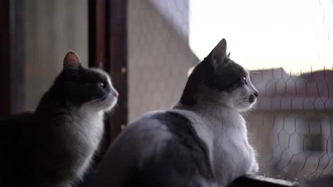 Cats sit by the window and watch outside Stock Footage 181861712