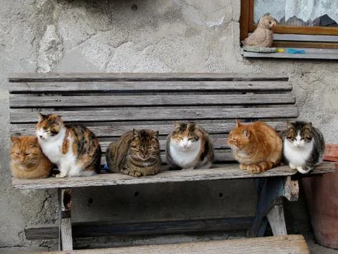 Cats sitting on a bench Stock Photos