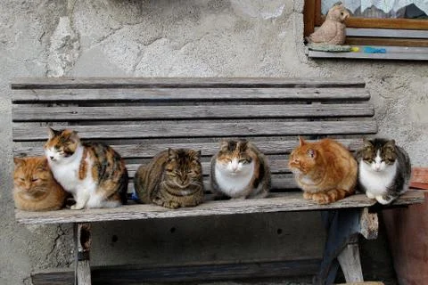 Cats sitting on a bench Stock Photos