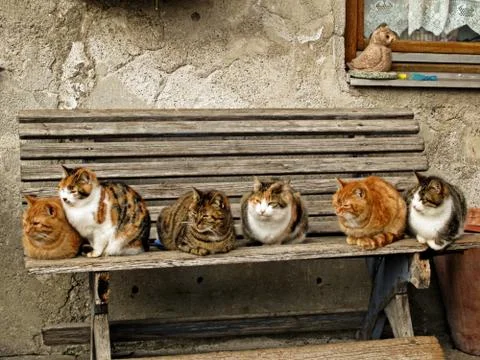 Cats sitting on a bench Stock Photos