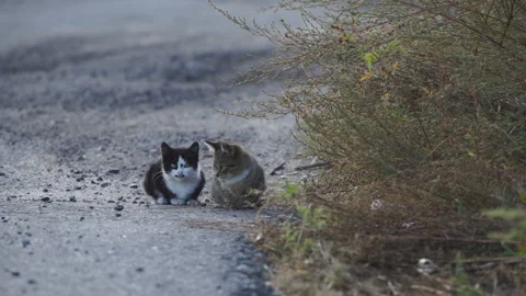 Cats sitting on the road Stock Footage 146107642
