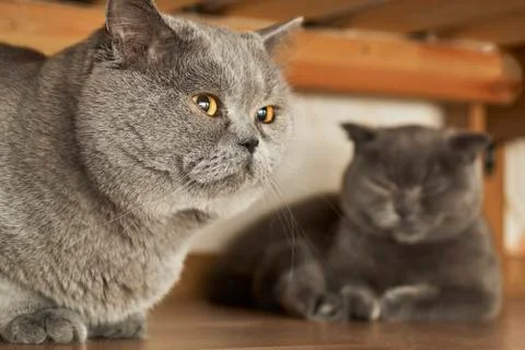 Cats sitting under a bed in mating period Stock Photos