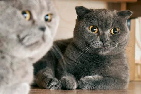 Cats sitting under a bed in mating period Foto stock