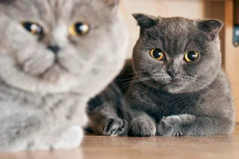 Cats sitting under a bed in mating period Foto stock