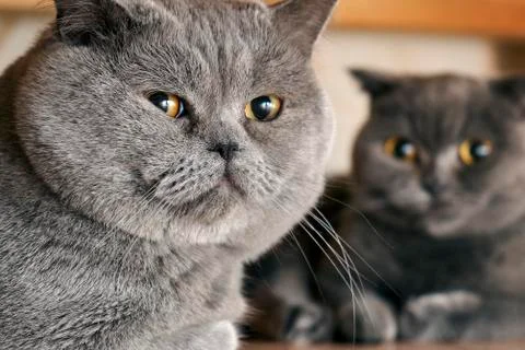 Cats sitting under a bed in mating period 写真素材