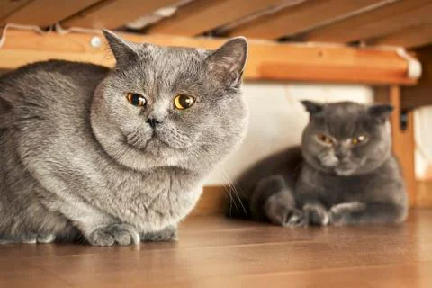 Cats sitting under a bed in mating period Photos