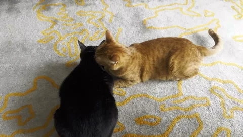 Cats sitting while grooming each other Stock Footage 245413850