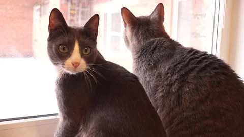 Cats sitting windowsill. They look window. Stock Footage 168692487