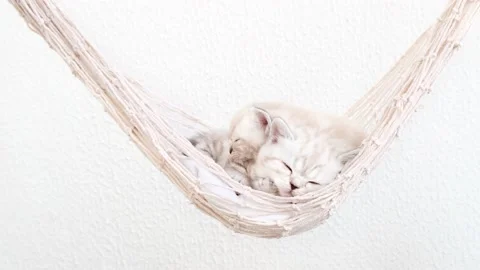 Cats sleep in a hammock and swing. Stock Footage 171535285