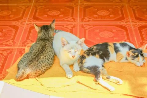 Cats sleep Stock Photos