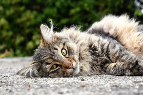 Cats sleep Stock Photos