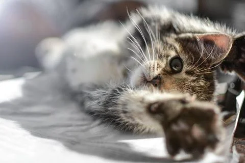 Cats sleep Stock Photos