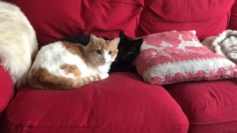 Cats sleeping Stock Footage 122051736