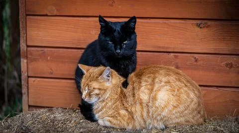 Cats sleeping on a haystack Foto stock