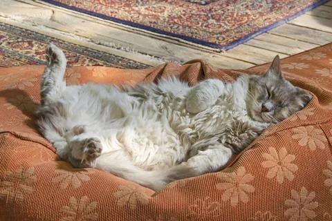 Cats sleeping  Stock Photos