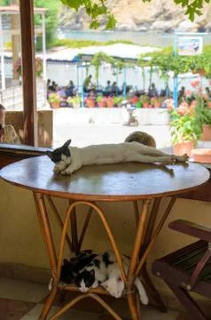 Cats sleeping on the table and under the table Stock-Fotos