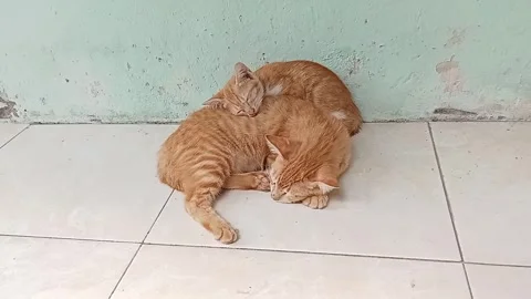 Cats Sleeps Together Stock Footage 243489483