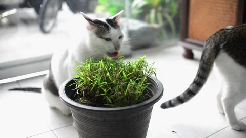 Cats' snack Stock Footage 158278968