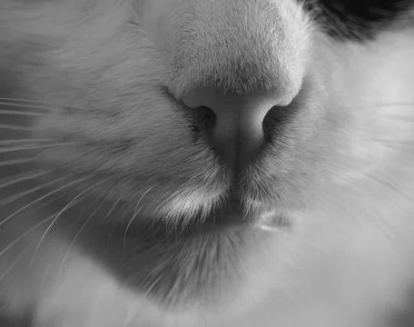 Cats, snouts Stock Photos