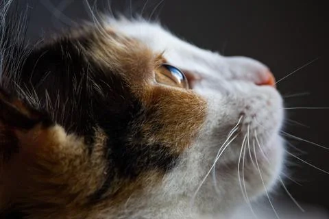 Cats, snouts Stock Photos