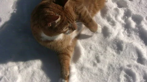 Cats in the snow Video stock 650565
