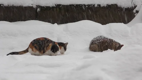 Cats in the Snow Video stock 89131948