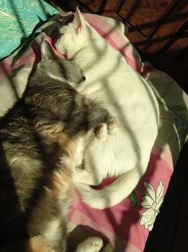 Cats snuggling in sunlight Foto stock