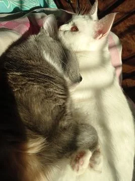 Cats snuggling in sunlight Stock Photos