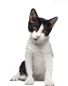 Cats with Solid Background Stock-Fotos