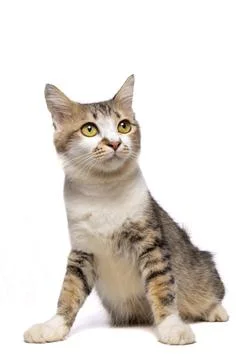 Cats with Solid Background Stock-Fotos