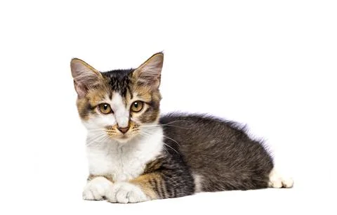 Cats with Solid Background Stock-Fotos