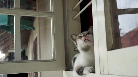 Cats standing at window Stock Footage 254455384