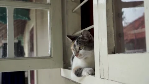 Cats standing at window Stock-Footage 254456750
