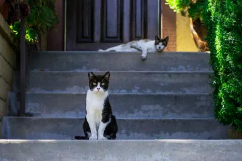Cats on steps Stock Photos
