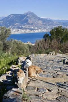 Cats stone path Stock Photos