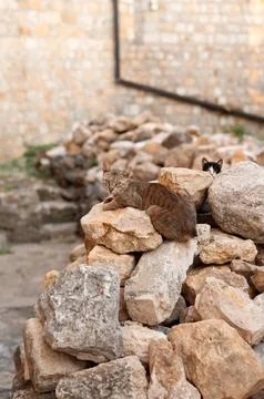 Cats on Stone Pile in Rustic Setting Stock Photos
