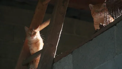 Cats at sunset on a barn Stock Footage 146976076