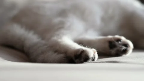Cat's tail Close-up of cat's tail and paws lying on couch. Stock Footage 257331785