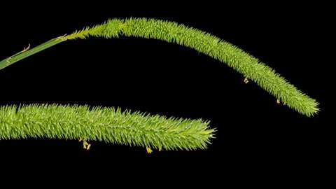 Cat's-tail grass (Phleum pratense) inflorescence in bloom time lapse Stock Footage 293055820