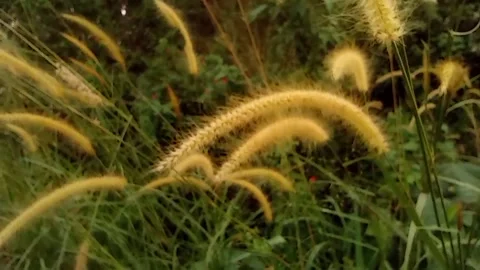 Cat's Tail Grass is soft, hairy, and yellowish in color Stock Footage 340195784