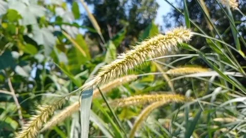Cat's tail grass view with long, fine-haired grains. Stock Footage 332056142