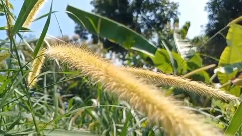 Cat's tail grass view when blown by the wind, the grains sway beautifully. Stock Footage 332056102