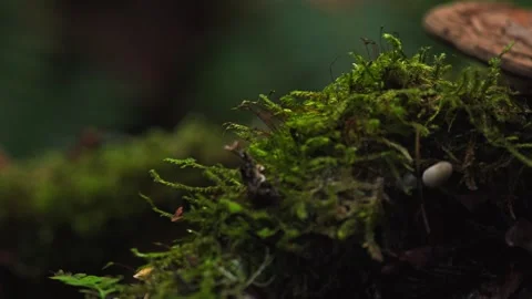 Cat's Tail Moss Close-Up - Blurred Forest Background 4K Video stock 327052748